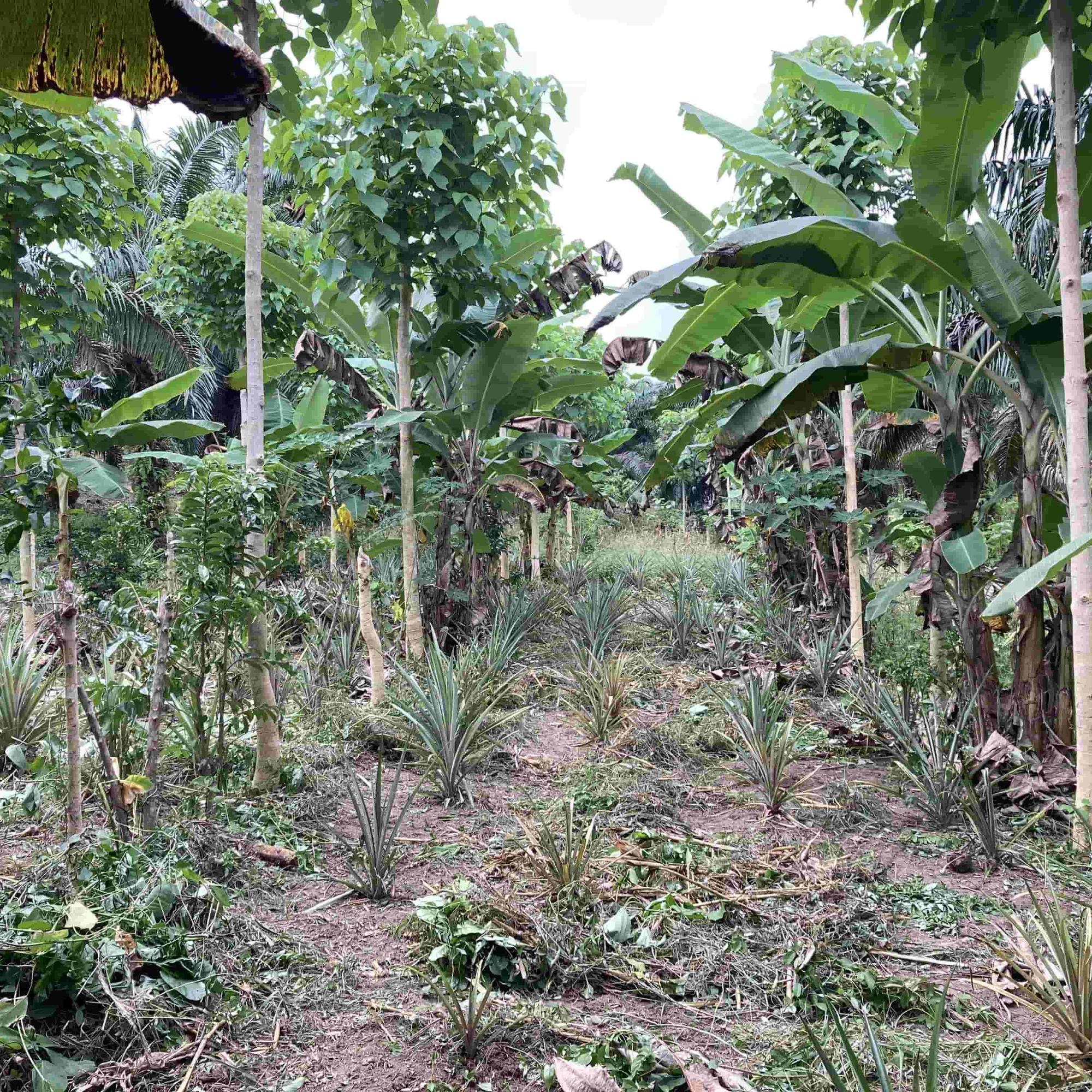 Picture News 1st TAG call