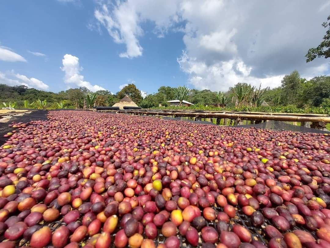 Drying Coffee in Ethiopia